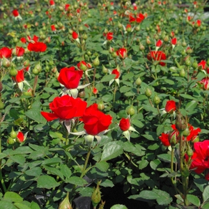Топло червено - мини родословни рози